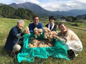 自社製 綿花畑での収穫風景です