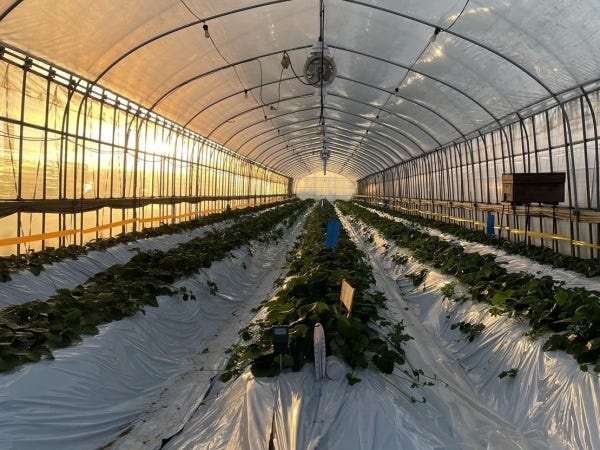 いちごの栽培（大歓迎）