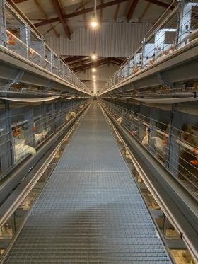 大浜種鶏場 鶏舎内写真