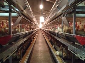 富士宮種鶏場 鶏舎内写真