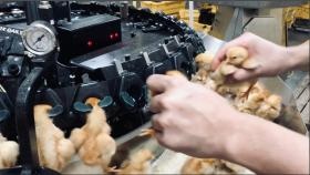 本社孵化場 作業写真