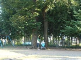 のんびりと蝉を探しに・・・