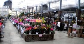 花とみどりに囲まれて季節の移ろいが感じられる職場です