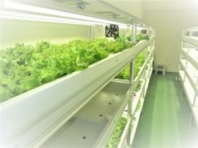 水耕栽培室にて野菜の育生