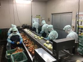 玉葱むきの様子