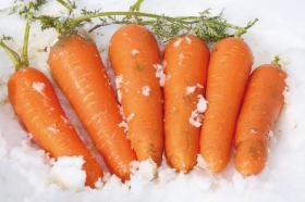 雪下にんじん