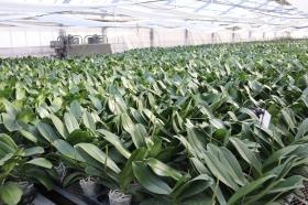 温室内の様子 その１