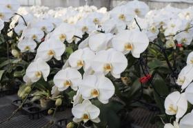 温室内の様子 その２