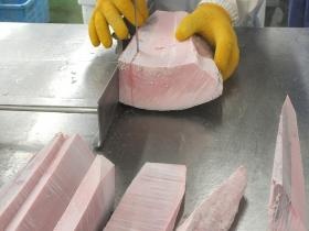 大井川工場 まぐろの加工