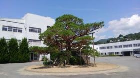 本社建物と松の木・車通勤でも駐車場があり安心です。