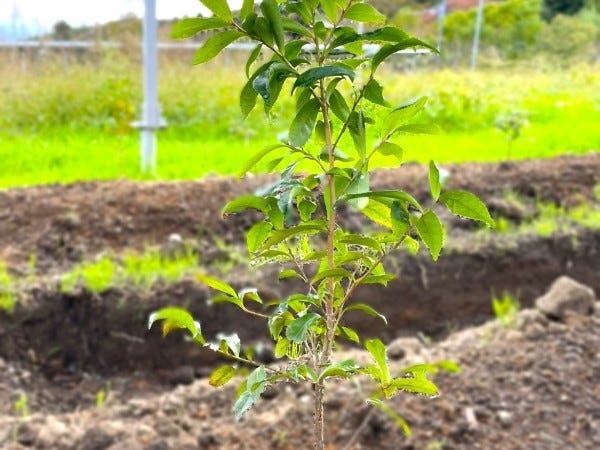 弊社で育てている榊です！榊は約90%を輸入に頼っており、国産榊は貴重な存在となっています。