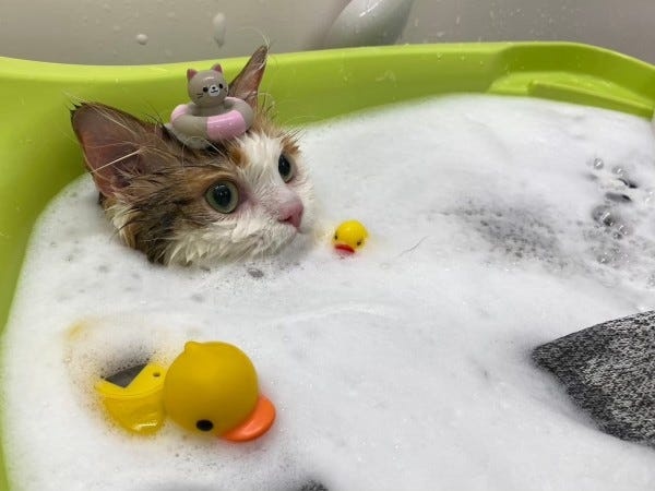 ペットトリマー・ペットサロンのトリマースタッフ・有資格者