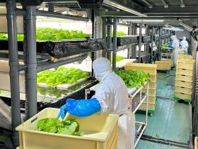 収穫作業の様子