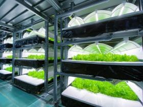 多層式で野菜を生育する工場内