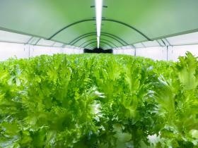 ＬＥＤの光で生育する野菜