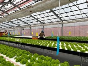 ふくろうファーム鯉淵学園 ビニールハウス内２