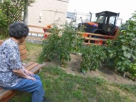 施設敷地内の畑