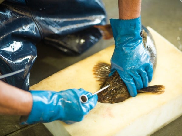 獲ったもん勝ちの漁業から、良い処理したもん勝ちの漁業へ。日本の水産業の要である石巻から全国に、質の良いお魚と幸せをお届けしています！