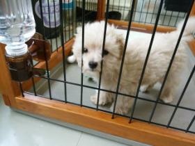 事務所のマスコット犬 ラッキーです