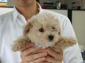 事務所のマスコット犬 ラッキーです