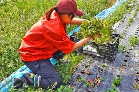農園管理業務（イメージ）