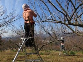 冬の梅枝剪定の様子