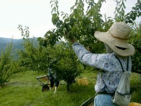 ６月の梅収穫の様子