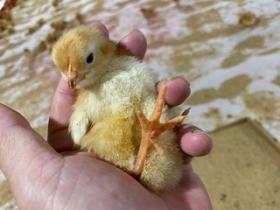 ひよこ