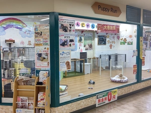店舗内にはワンちゃんネコちゃんが伸び伸びと遊んでます。