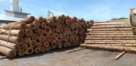 製材前丸太