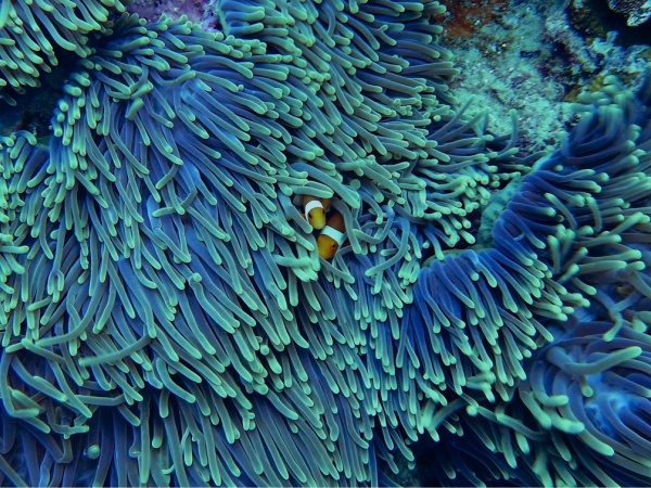 ダイビングに行きたい方、機材を無料でレンタルします♪