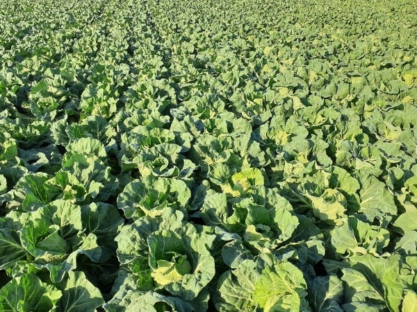 野菜の収穫から箱詰め