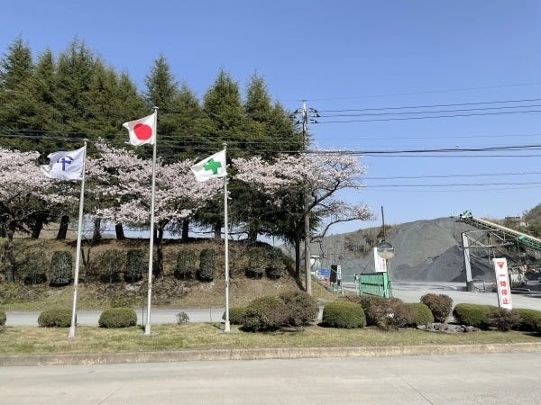 春には会社のまわりに桜がたくさん咲いています