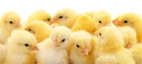 海外で生産された雛を日本に輸入し、原種鶏農場で育成します