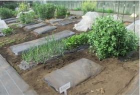 ご利用者と畑でも活動しています！！