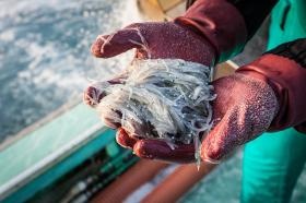 獲れたてシラス