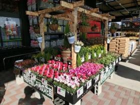 ホームセンターダイユーエイト 植物売場