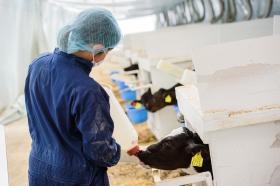 和牛などの子牛を育成する牧場では女性も活躍中