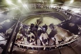 グループで北海道最大の出荷乳量を誇る酪農事業