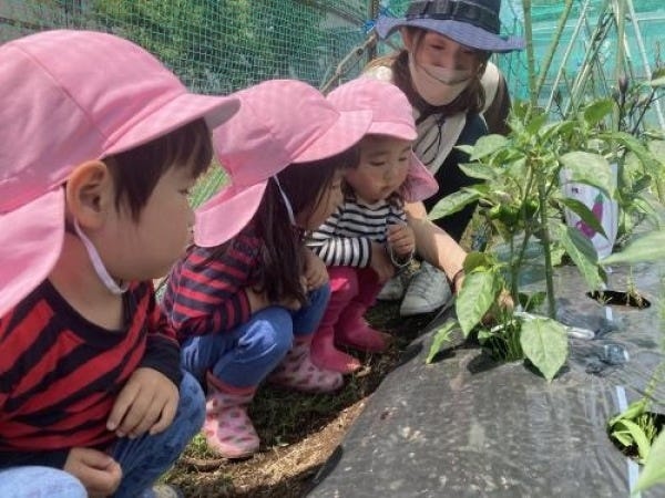 畑を貸してくださっている方の多大なサポートにより、四季折々、たくさんの野菜を育て、栽培から収穫まで楽しんでいます。