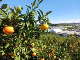みかん園