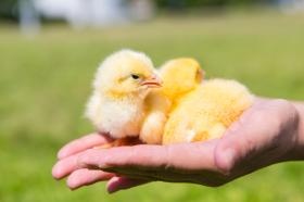 安心安全な雛をお客様にお届けします。