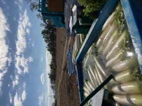 ダイコン収穫シーン１