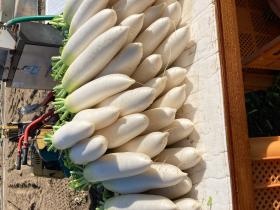 ダイコン収穫シーン２