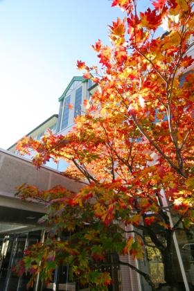 日本一早い紅葉と言われ全国からお客様がいらっしゃいます