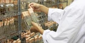 微生物の菌株管理作業風景