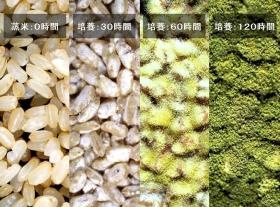 種こうじ菌の培養の様子