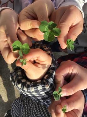 春になり探していた四つ葉のクローバーが見つかりました