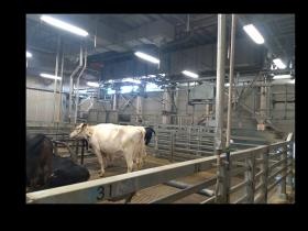 牛の受入れや追込みを行う係留所の様子です。