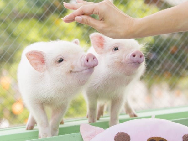 とっても人懐こいマイクロブタさんがパートナーです。スタッフはブタさんとお客様を繋ぐ大事な役割を担っています。